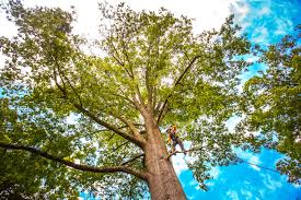 Best Lot and Land Clearing  in Solvay, NY