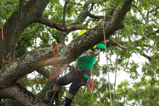 Reliable Solvay, NY Tree Care Solutions